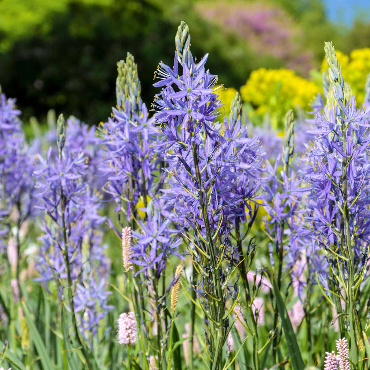 Preeriatähti Camassia quamash 'Caerulea'